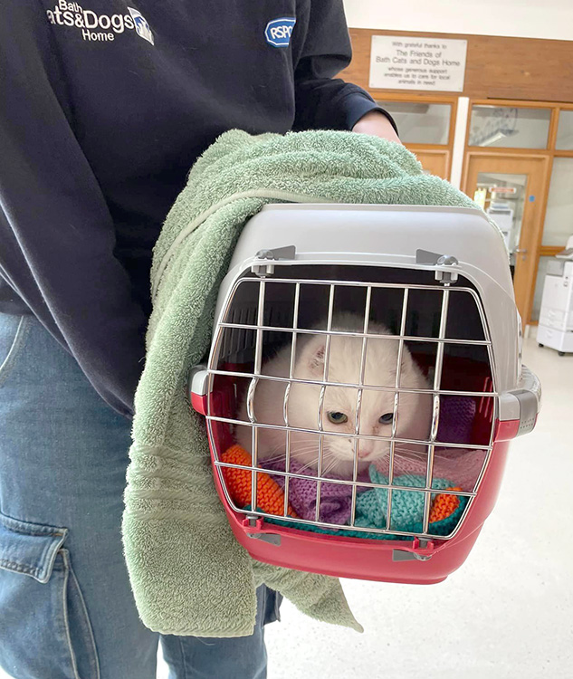 Adopted animals last week Bath Cats & Dogs Home